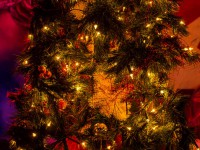 New York Bronx | PAT Club