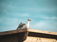 High Seaciety Festival