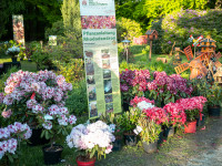Rhododendron Fest