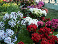 Rhododendron Fest