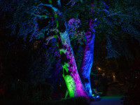 Nachts im Park