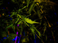 Nachts im Park