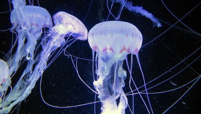 Ozeaneum Stralsund