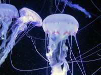 Ozeaneum Stralsund