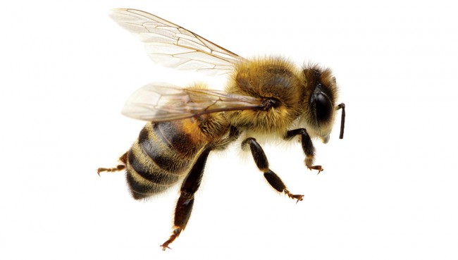 Im Zeichen der Bienen