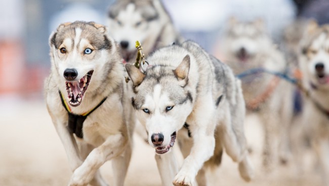 Sie laufen wieder! Huskyrennen mit prominenter Unterstützung auf der Insel Usedom