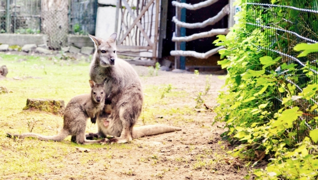 Zoo Stralsund: Nachwuchs in der Känguruanlage