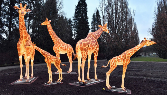 Die Giraffen sind zurück