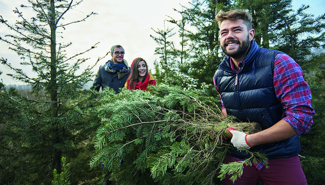 Weihnachtsbaumverkauf in der Rostocker Heide