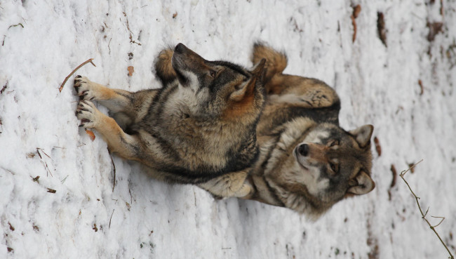 Winterferienspaß im Wildpark-MV