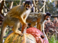 HALLOWEEN-HIGHLIGHT IM ZOO SCHWERIN: DUNKEL-MUNKEL-PARTY