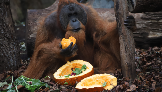 Fische sonst gibt es Saures