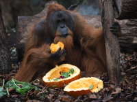 Fische sonst gibt es Saures