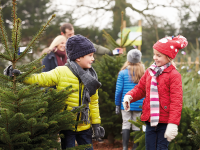 Ikea Weihnachtsbaumverkauf startet