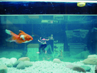 DER MANN, DER IMMER KLEINER WURDE