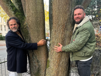 Bäume für die Piste