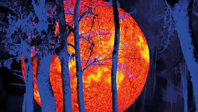 Zoolicht-Zauber im Zoo