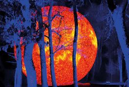 Zoolicht-Zauber im Zoo