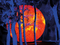 Zoolicht-Zauber im Zoo