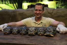 Ab sofort Strahlenschildkröten bei Hagenbeck