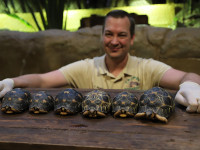 Ab sofort Strahlenschildkröten bei Hagenbeck