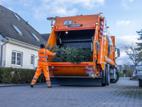 Weihnachtsbaum Abfuhr beginnt am 5. Januar