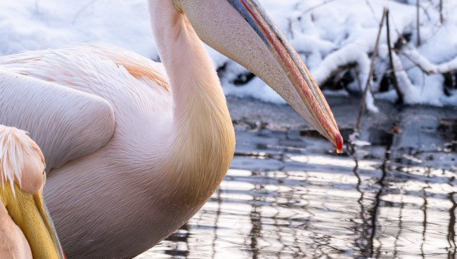 Zoo Schwerin zieht Bilanz für 2025 und blickt auf ein ereignisreiches Jahr 2026