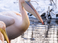 Zoo Schwerin zieht Bilanz für 2025 und blickt auf ein ereignisreiches Jahr 2026