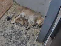 Drei auf einen Streich: Große Freude im Zoo Schwerin