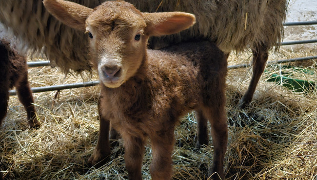 Erstes Lamm auf dem Hof des Landschaftspflegevereins Dummersdorfer Ufer geboren