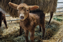 Erstes Lamm auf dem Hof des Landschaftspflegevereins Dummersdorfer Ufer geboren