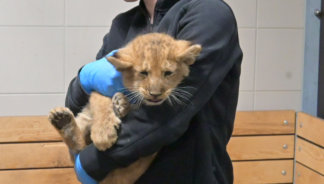 Erster Tierarztbesuch der Schweriner Löwen-Drillinge – die Geschlechter stehen fest