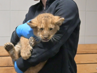 Erster Tierarztbesuch der Schweriner Löwen-Drillinge – die Geschlechter stehen fest