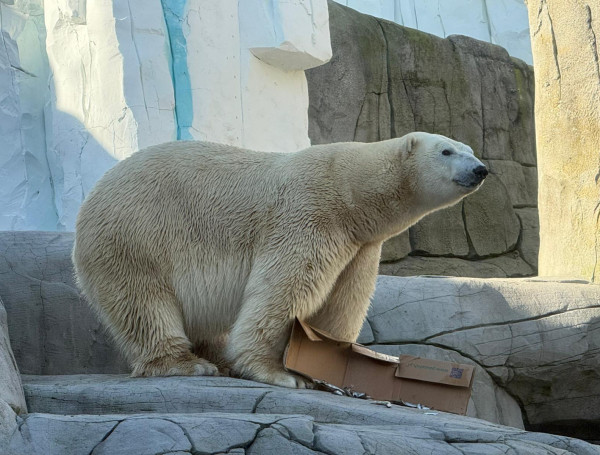 Neuer Eisbärenmann bei Hagenbeck eingezogen