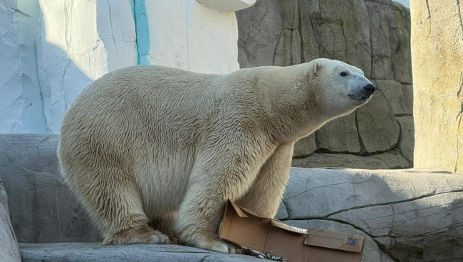 Neuer Eisbärenmann bei Hagenbeck eingezogen