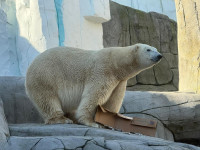 Neuer Eisbärenmann bei Hagenbeck eingezogen