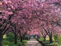 Kirschblütenfest auf dem Lichtenhäger Brink