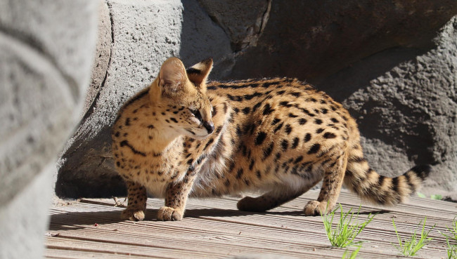 Serval-Brüder ziehen auf Löwenfelsen