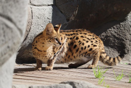 Serval-Brüder ziehen auf Löwenfelsen