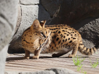 Serval-Brüder ziehen auf Löwenfelsen