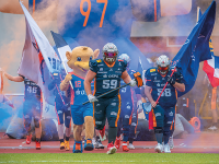 Die Griffins tun es wieder
