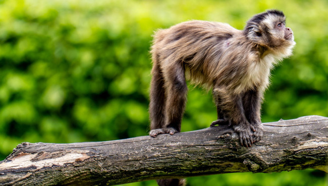 Umfangreiche Sanierung vom Südamerika-Haus im Zoo