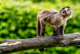 Umfangreiche Sanierung vom Südamerika-Haus im Zoo