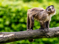 Umfangreiche Sanierung vom Südamerika-Haus im Zoo
