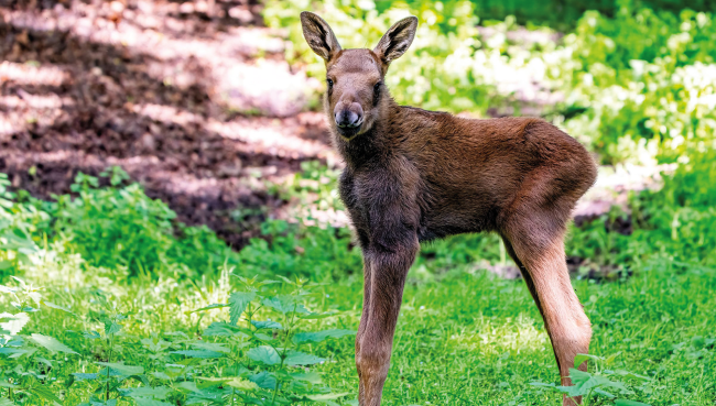 Nachwuchs im Zoo