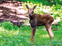 Nachwuchs im Zoo
