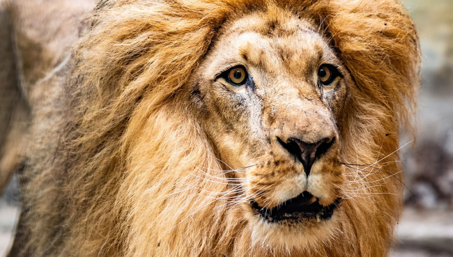 Vom 11. Juli bis 23. August ist Ferienzeit im Zoo