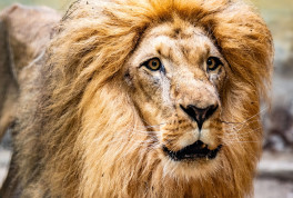 Vom 11. Juli bis 23. August ist Ferienzeit im Zoo