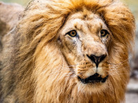 Vom 11. Juli bis 23. August ist Ferienzeit im Zoo