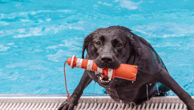 Hundebaden - es wird spaßig